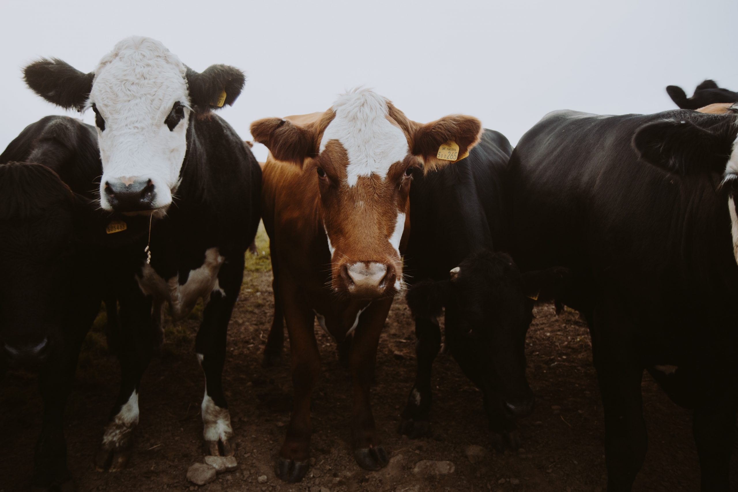 Meat & Livestock