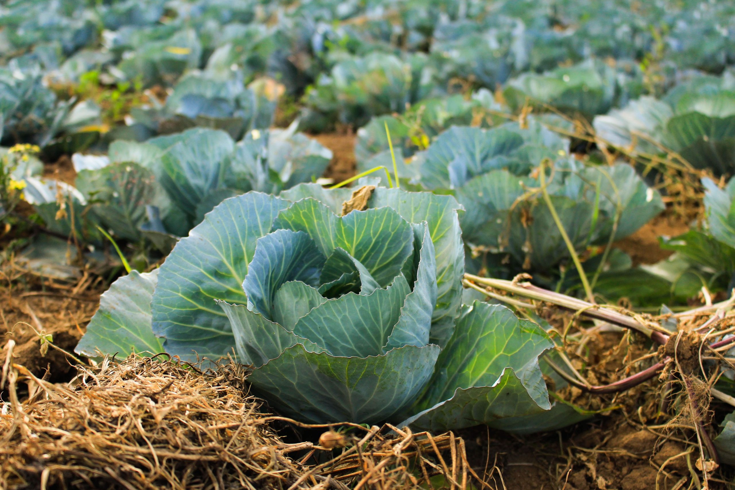 Fresh vegetables grown at JS Prestige Farms
