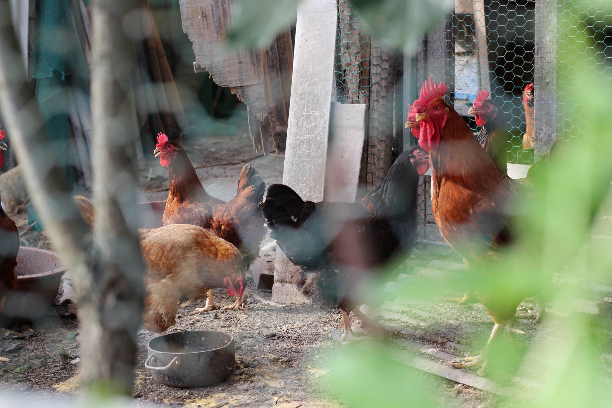 Poultry at JS Prestige Farms