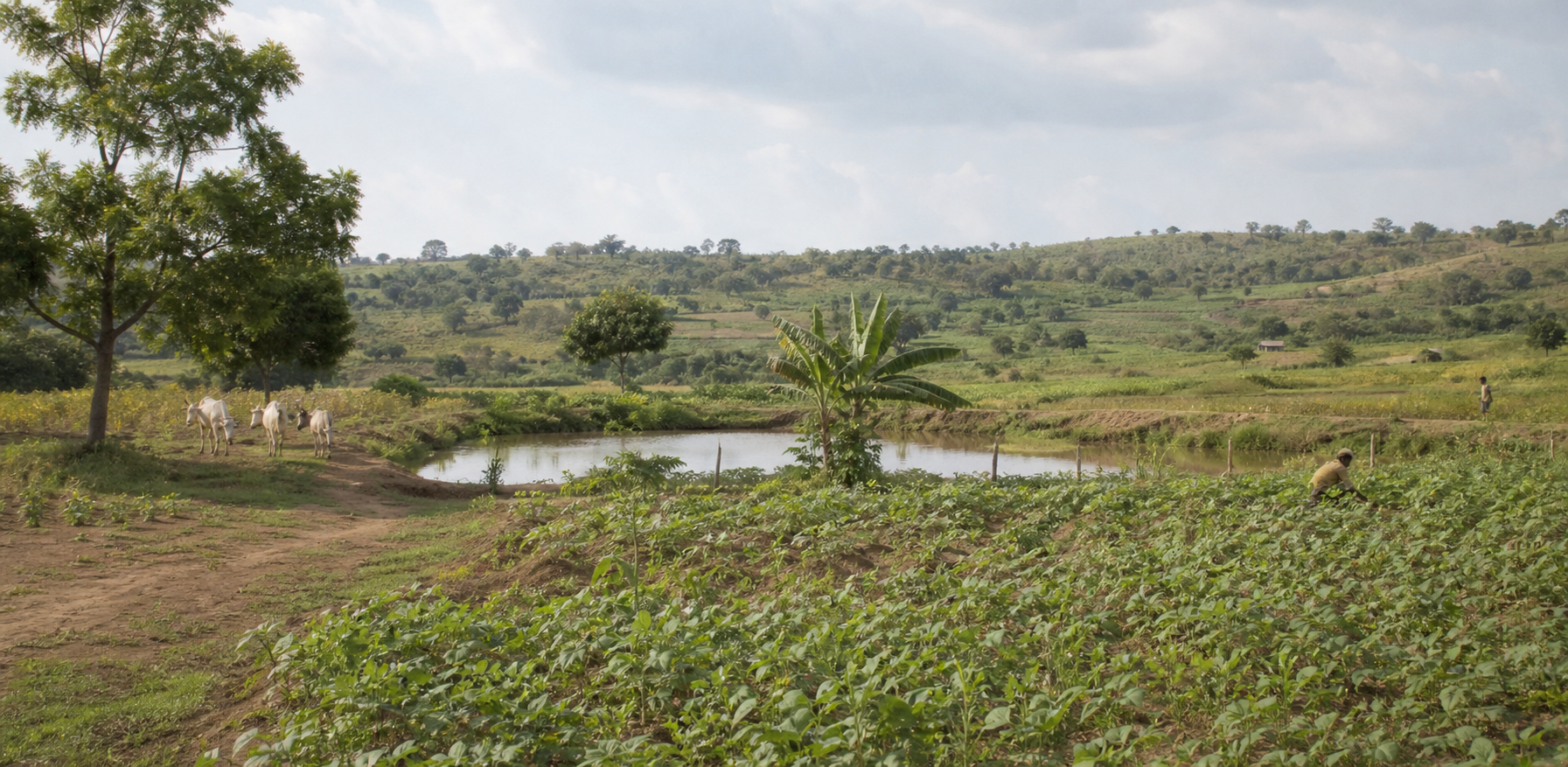 aerial view of green agricultural farmland in Ghana Africa, lush fields, cattle, rivers, beautiful landscape from above