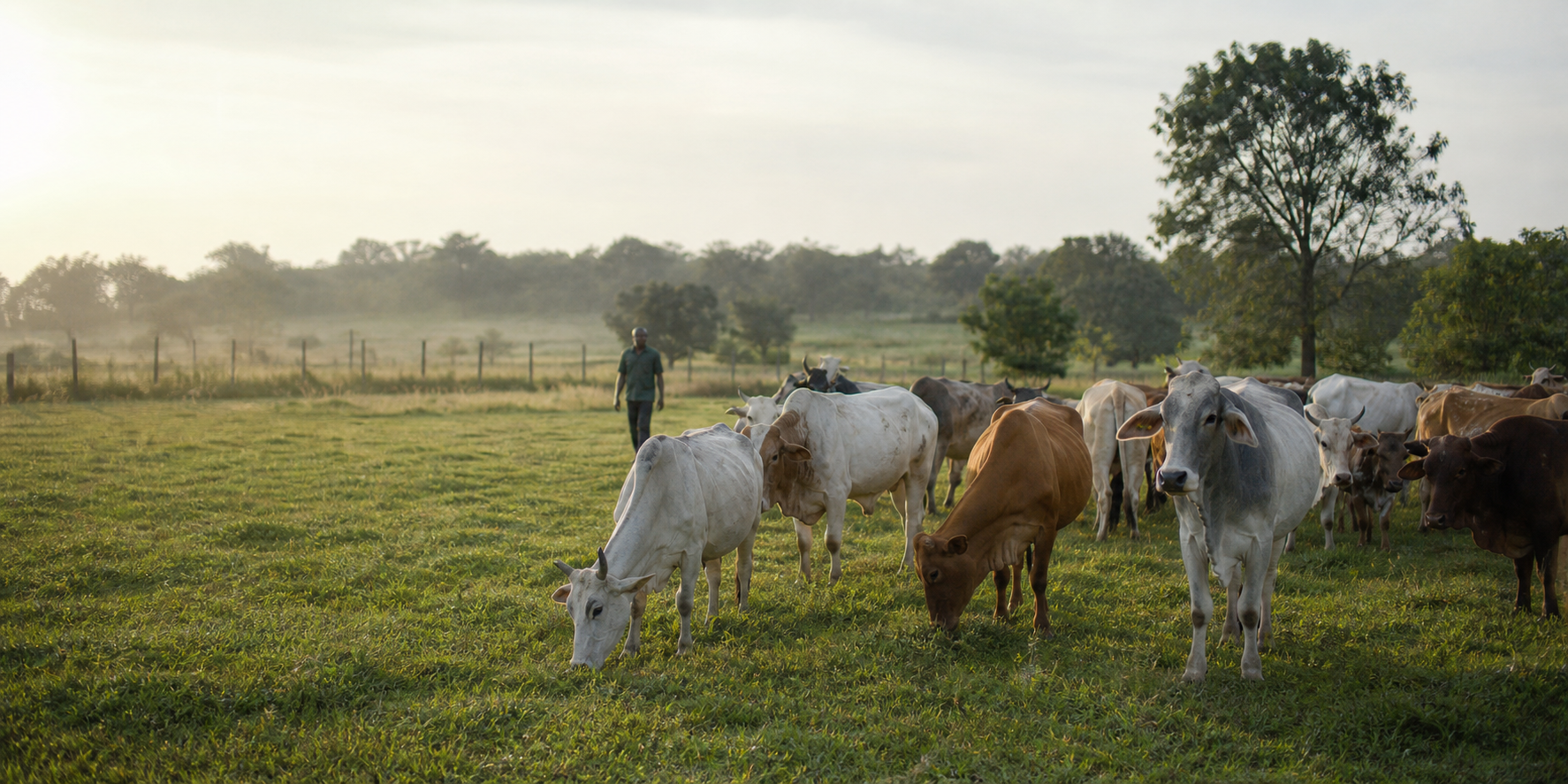 lush green cattle farm in Ghana Africa, rolling hills, cattle grazing, farmers, golden hour light, aerial view, cinematic photography